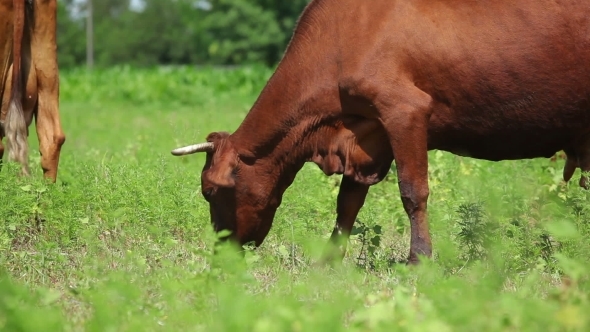 Plump Cows Are Grazing In a Field 