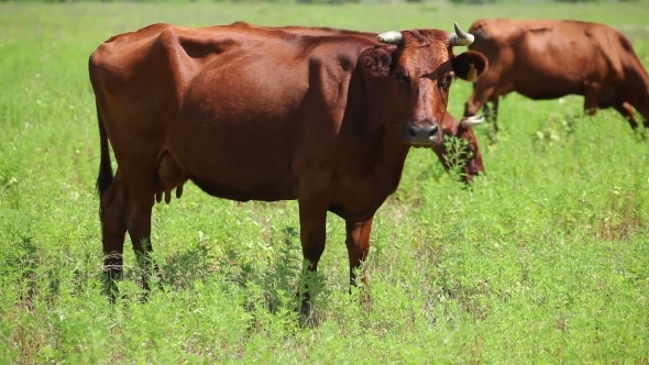 Cows Are Grazing On a Farm