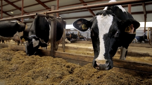 Cows On a Farm