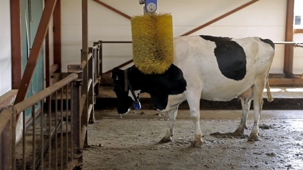 A Scratcher For Cows