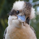 Kookaburra