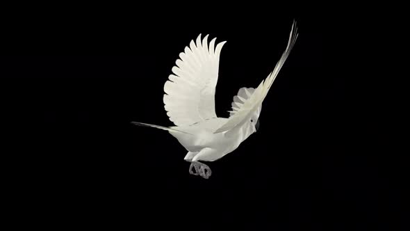 Umbrella Cockatoo - White Parrot - Flying Loop - Back Angle CU - Alpha Channel