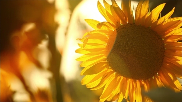 Sunflowers On a Sunny Day