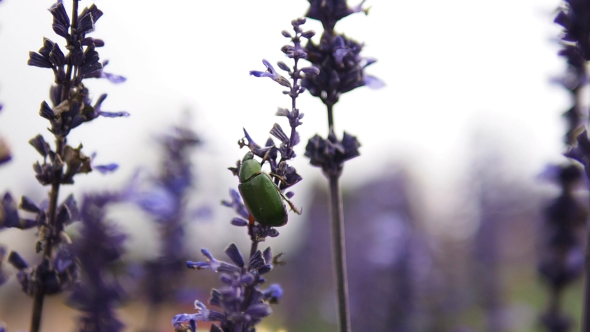 Green Beetle On Flowers