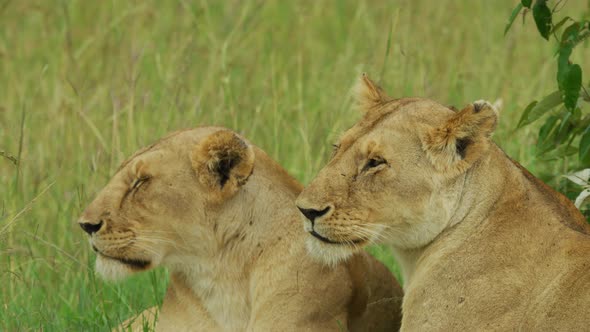 Two lionesses resting