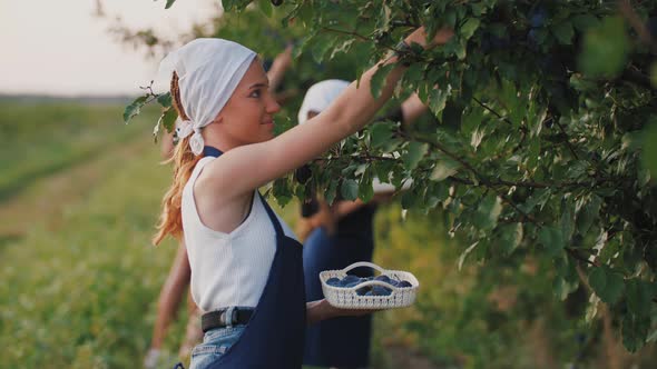 Group of Young Women Picking Fresh Plums From the Tree and Put It Into the Baskets