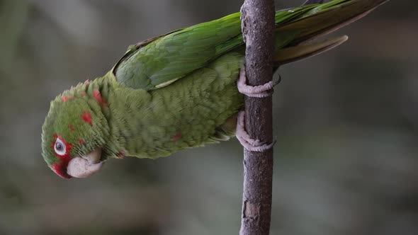 A Mitred Parakeet Vocalizing Perched on a Small Branch with Close up. Vertical Video
