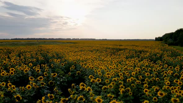 Drone shooting sunflower fields in the evening at sunset.