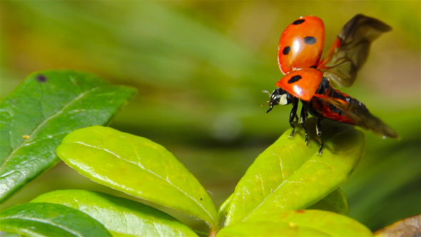 Ladybug Takes Off