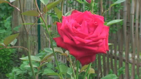 Red Rose Swinging in the Wind