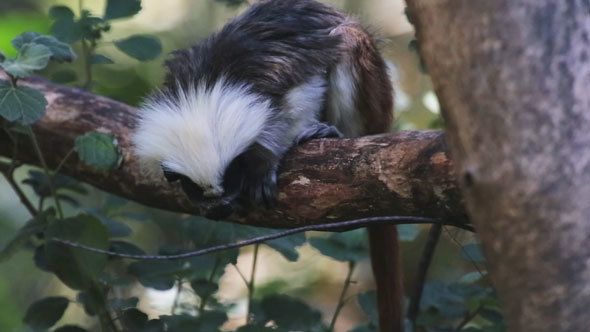 Tamarins on the Branch