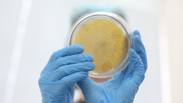 Microbiological Laboratory Work, Petri Dish