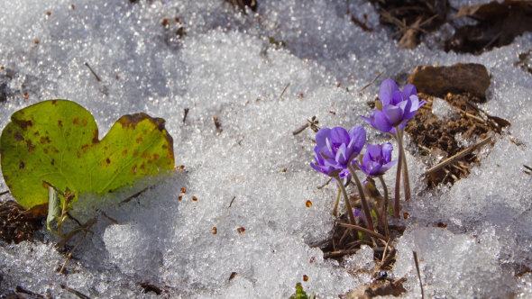 Melting Snow And Spring Flowers