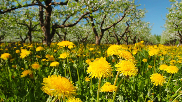 Dandelions In The Apple Orchard