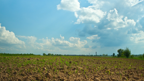 Spring Sprouts On The Field