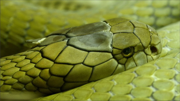 Green and Shiny Scales of the King Cobra Curling 