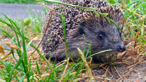 Hedgehog 