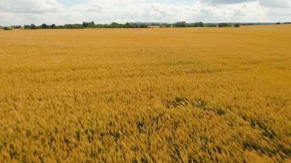 Aerial View of Golden Wheat field.Aerial Video.