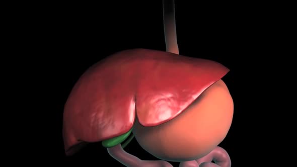 3D animatied human body digestive system