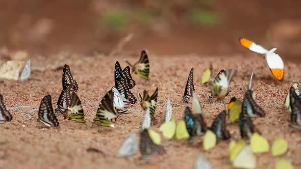 panning shot Group of  butterfly on the ground