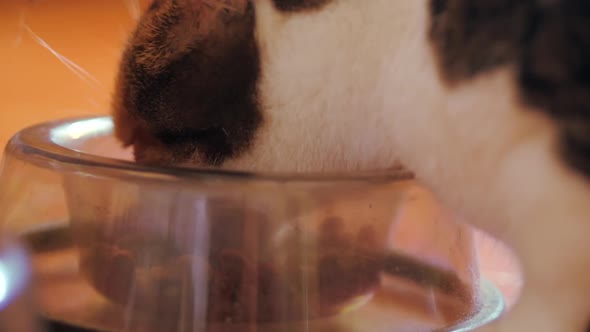 Domestic Tabby Cat Eating From A Clear Bowl, CLOSE UP