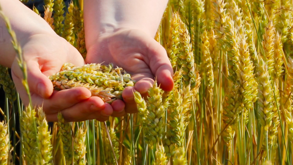 Ears Of Wheat In The Hands