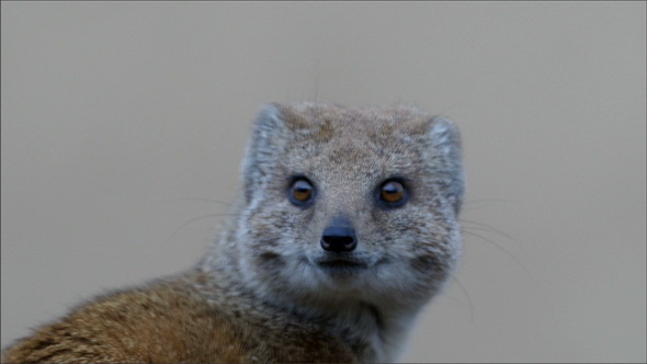 Mouse like Face Fox Animal Turning his Head