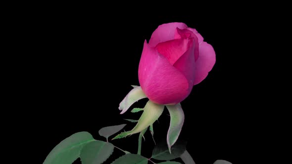 Time Lapse Beautiful Opening Pink Rose on Black Background