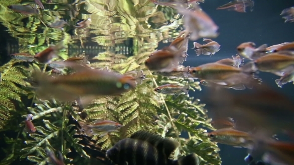 Aquarium Fish Swim Underwater