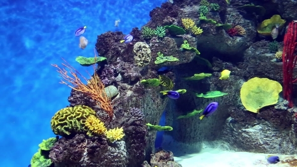 Fish Tank  With Colorful Fish, Living Corals 