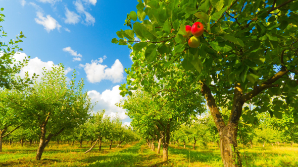 Apple Orchard With Ripe Apples