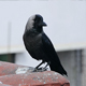 Carrion Crow - VideoHive Item for Sale