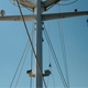 Down the Sailing Mast - VideoHive Item for Sale