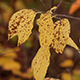 Autumn Leaves - VideoHive Item for Sale