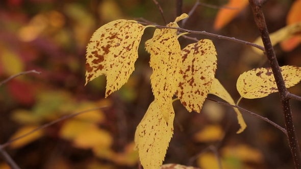 Autumn Leaves