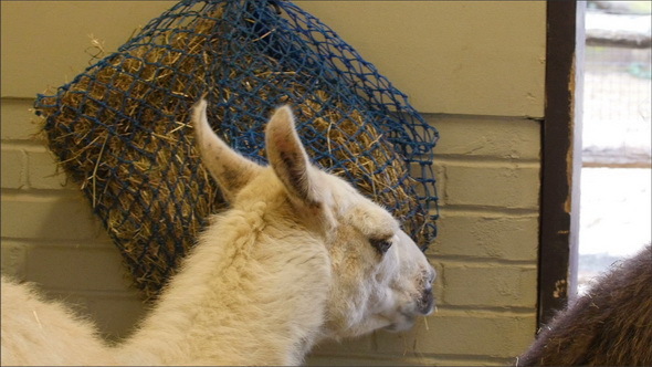 Two Small Llamas Eating Hay on the Stack