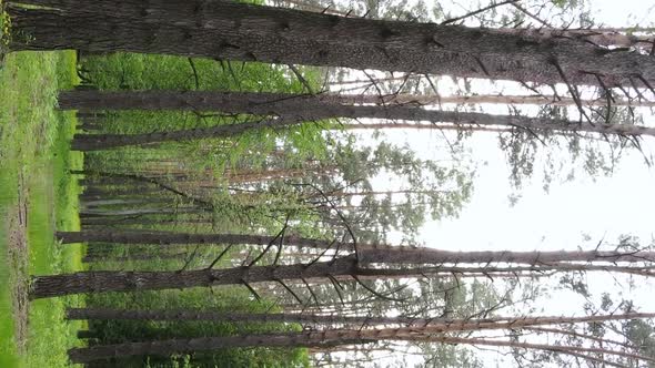 Vertical Video of a Forest with Pine Trees