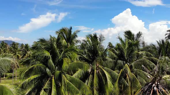 Aerial Drone View, Island Landscape, Coconut Palm Plantations, Thailand. Natural Idyllic Paradise