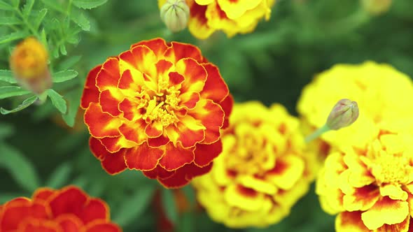 Autumn Colorful Flowers Yellow Red Marigold Calendula Flowers in Green Flowerbed Autumn Harvest