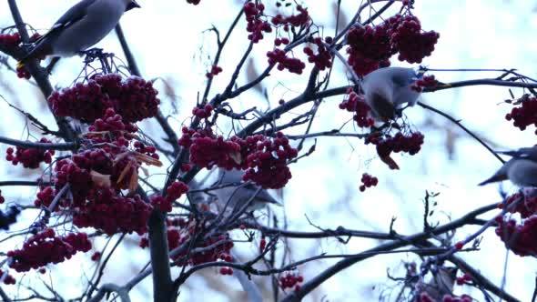 Bohemian Waxwing (Bombycilla Garrulus) Birds