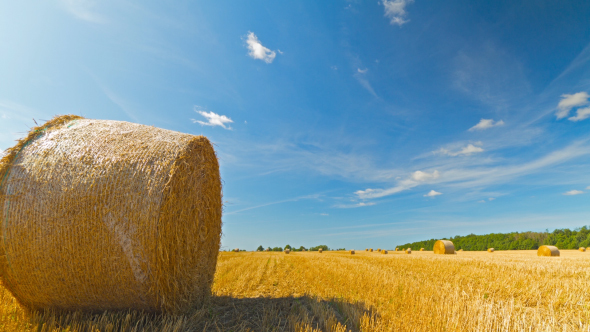 Bale Of Hay In The Field