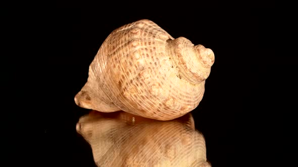 Round Sea Shell on Black, Rotation, Reflection, Close Up