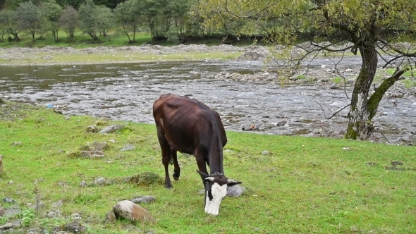 Cow Pastures At The River Bank