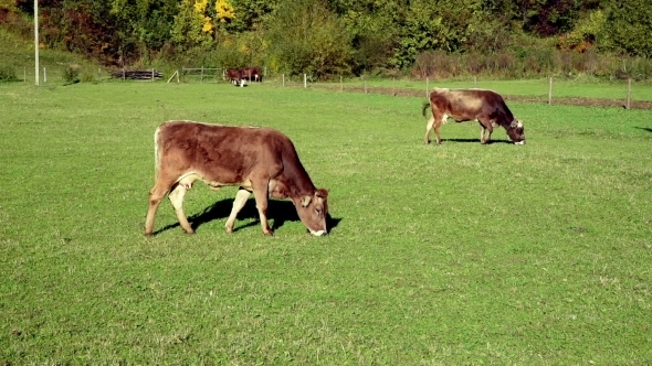 Cow Pastures At The Meadow