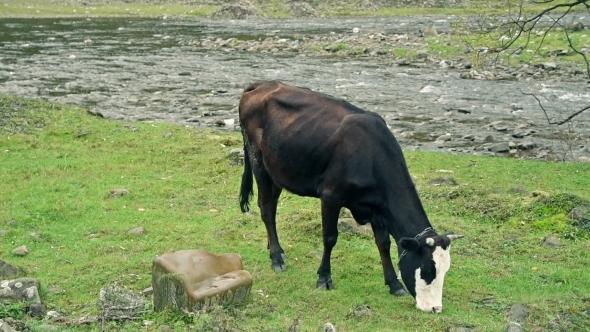 Cow Pastures At The River Bank