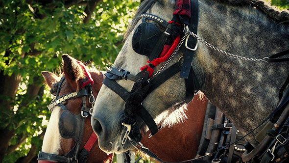 Tram Horses In The Park In Evening Sun