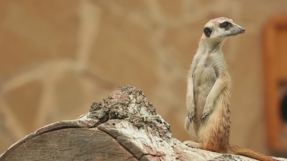 Meerkat