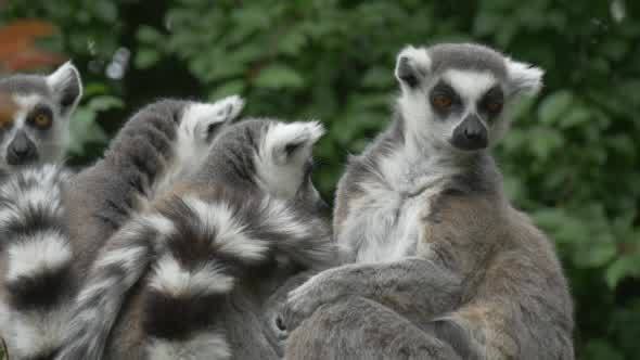 Group of Lemurs Snuggling, Licking