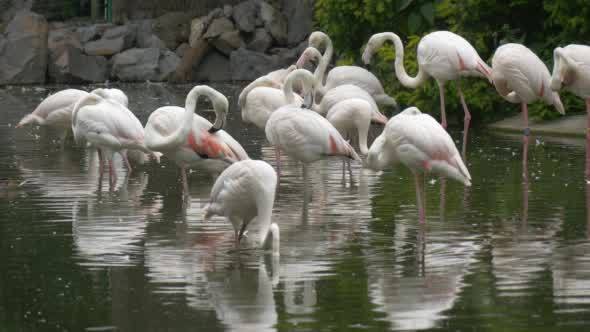 White Flamingos Group Are Standing, Shaking