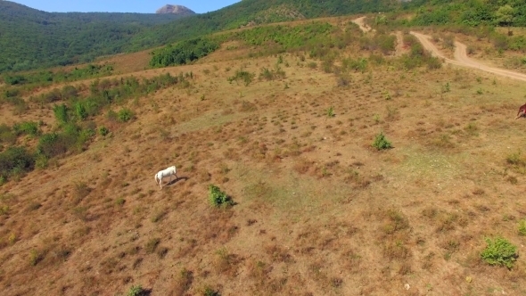 Horses Grazing At Meadow 